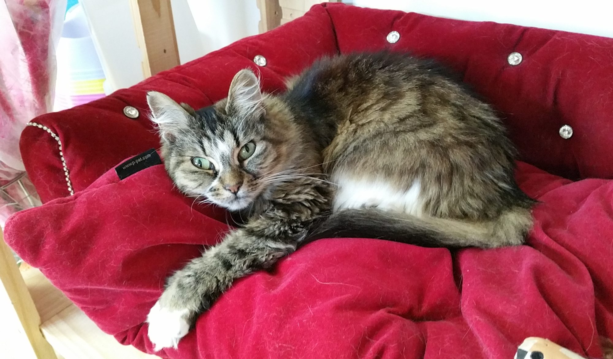 Bienvenue Au Nid Douillet Lhôtel Pension Tout Confort Pour