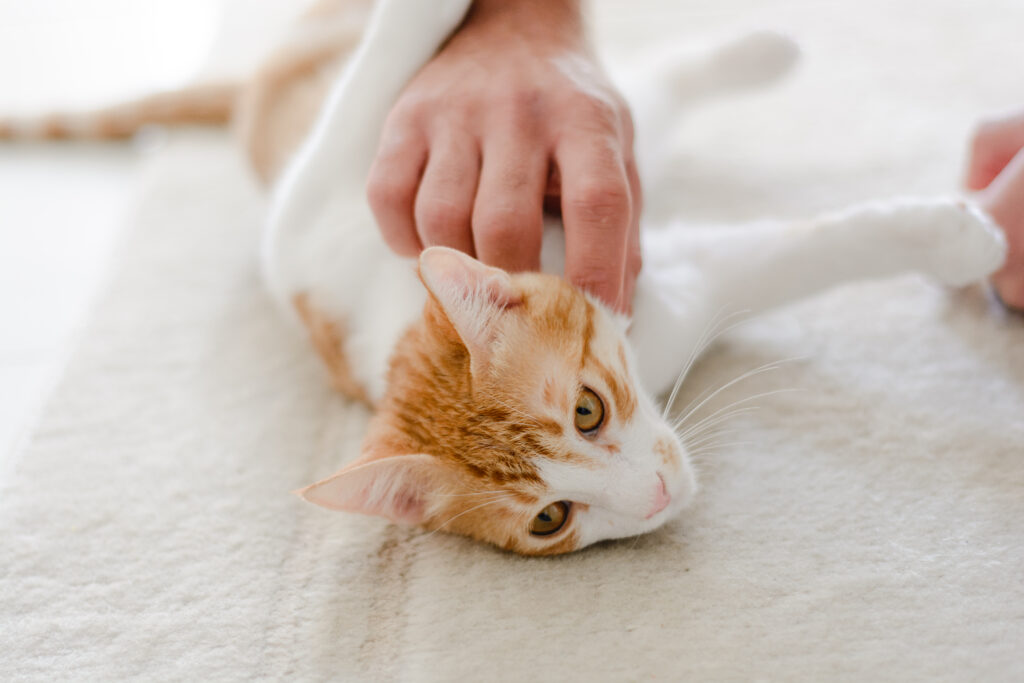 Un chat reçoit une séance énergétique